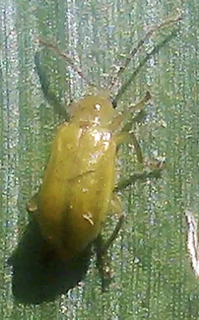 Figure 2. Adult - northern corn rootworm