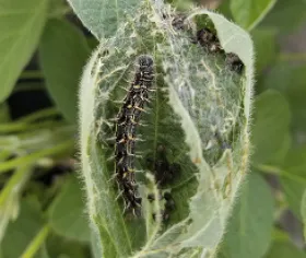 Figure 3. Thistle caterpillar in webbed nest