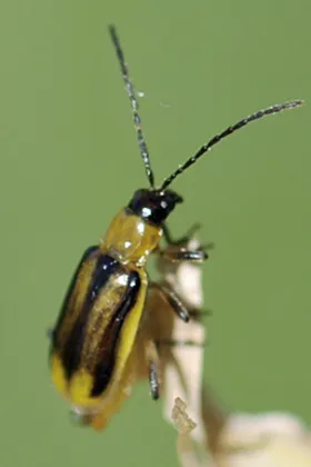 Figure 3. Adult female - western corn rootworm