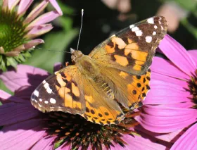 Figure 4. Painted lady butterfly