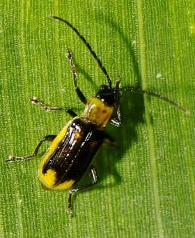 Figure 4. Adult male - western corn rootworm