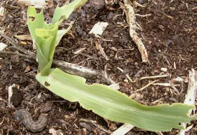 Figure 5. Larva - black cutworm and feeding injury to corn