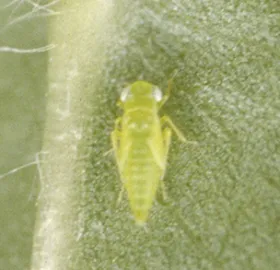 Figure 17. Nymph - potato leafhopper