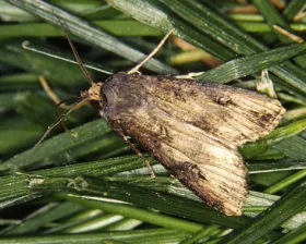 Figure 6. Black cutworm moth