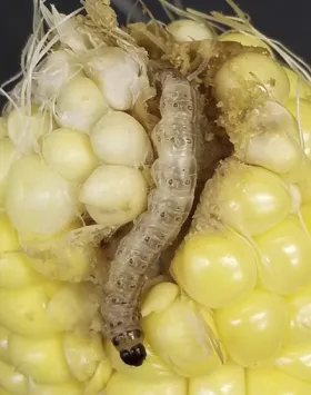 Figure 7. Larva - European corn borer in corn ear