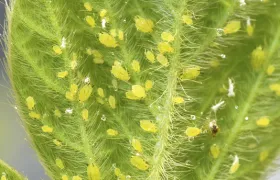 Figure 5. Soybean aphid nymphs and adults on underside of leaf 