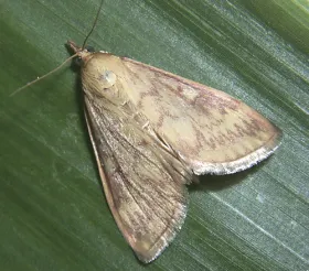 Figure 8. European corn borer moth