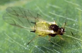Figure 6. Adult - soybean aphid