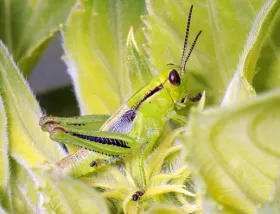 Figure 9. Nymph - grasshopper