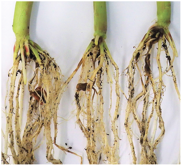 Figure36