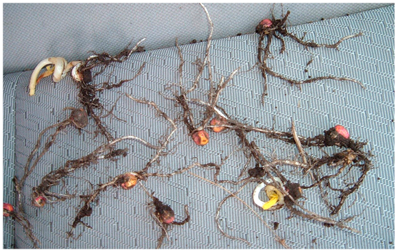 Figure7