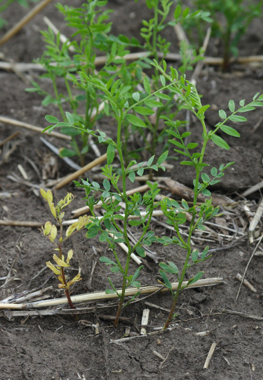 Figure_3._Above_ground_lentil_Fusarium_root_rot_symptoms