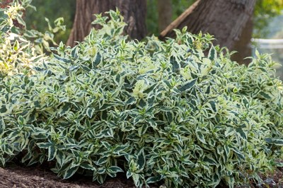 Diervilla shrub with white green variegated leaves