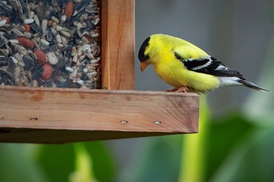 Yellow songbird at bird feeder