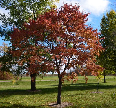 Northern Empress Japanese Elm with red fall foliage 