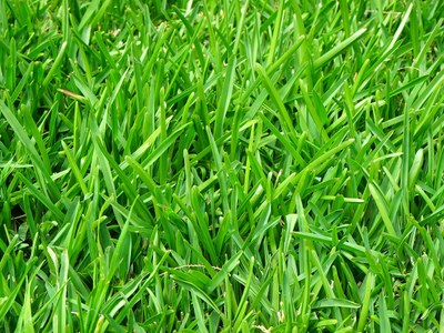 Close up of a healthy lawn's blades of grass