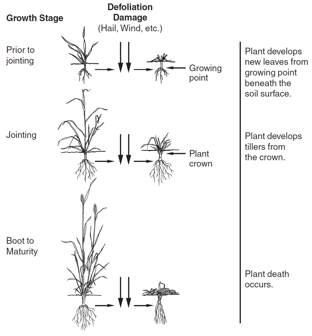 A diagram showing growth stage and defoliation damage