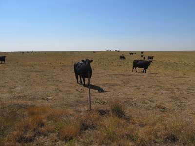 Supplementing Cattle