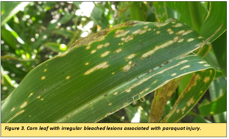 corn leaf with irregular