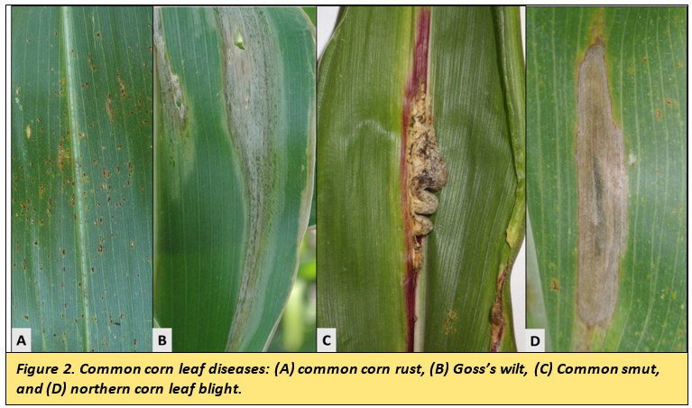corn leaves diseases