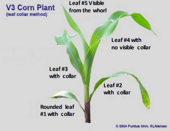 corn-plant