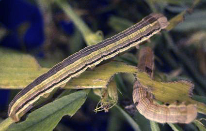 figure-2-armyworm-larv-opt