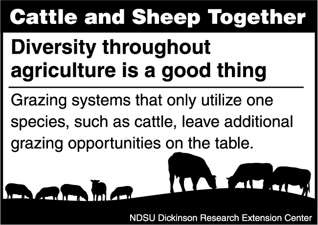 Cattle and Sheep Together