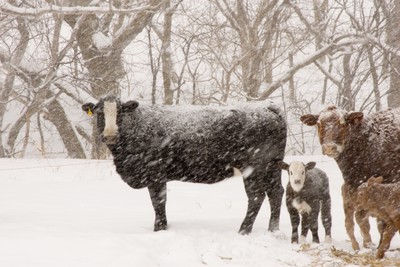 Cattle in Snow