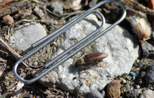rgb-p01-fig-1-wireworm-opt