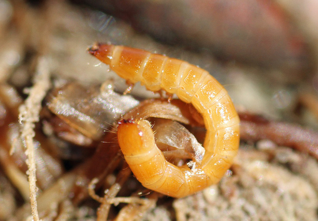 rgb-p01-fig-2-wireworm-opt