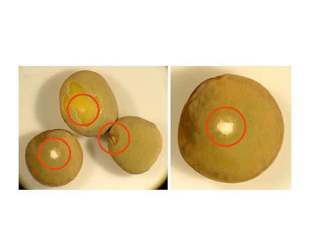 rgb-p05-fig-4-chalk-sp-opt