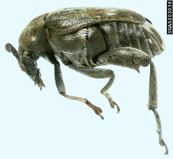 rgb-p06-fig-2-pea-weev-opt