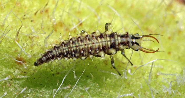 rgb-p09-fig-3-lacewing-opt