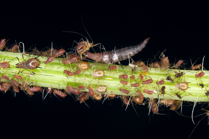 rgb-p09-fig-4-lacewing-opt