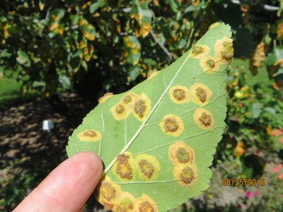 Underside of an apple leaf showing the raised, spore-producing structures of Cedar Apple Rust