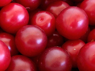 Close up of ripe cherry plums
