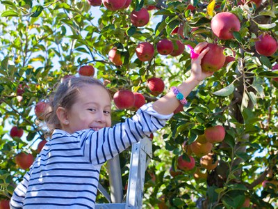 A young girl picks red apples from a tree