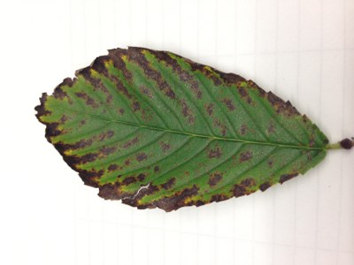 Elm tree leaf with brown and crisp edges caused by leaf scorch