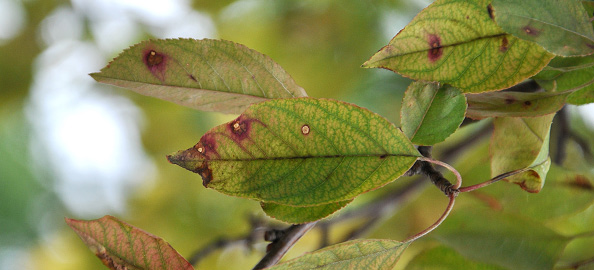 Close of up leaves on a branch showing purple-brown spots of frogeye leaf spot