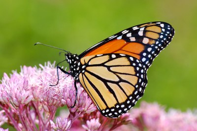 Monarch Butterfly on a pink milkweed blossom