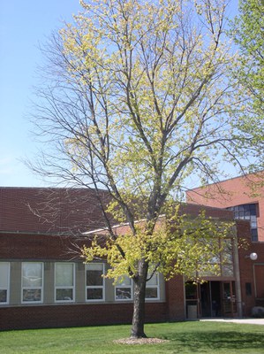Silver maple tree with some dead branches caused by iron deficiency