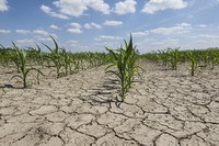 Picture of a field during a drought 