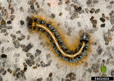 Eastern Tent Caterpillars have prominent white and orange stripes