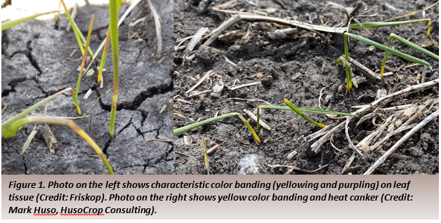 Figure 1. Photo on the left shows characteristic color banding (yellowing and purpling) on leaf tissue (Credit: Friskop). Photo on the right shows yellow color banding and heat canker