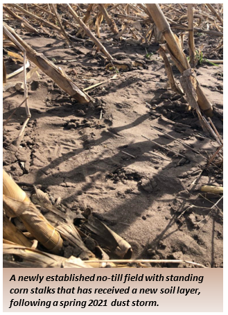 A newly established no-till field with standing corn stalks that has received a new soil layer, following a spring 2021 dust storm.