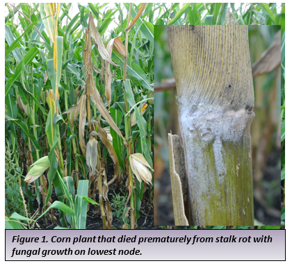 Figure 1. Corn plant that died prematurely from stalk rot with fungal growth on lowest node.png