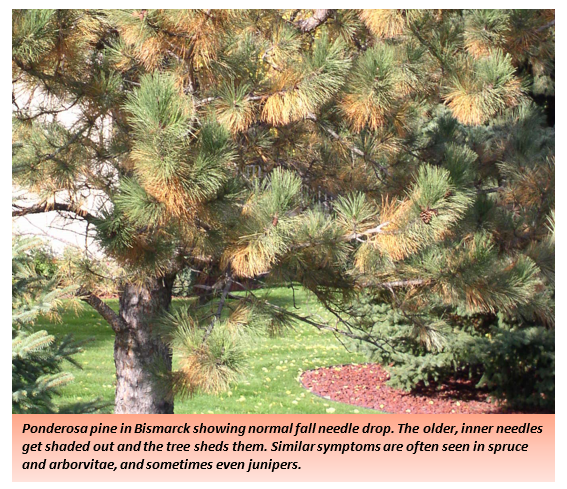 Ponderosa pine in Bismarck showing normal fall needle drop
