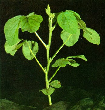 soybean plant with leaves, stage V5