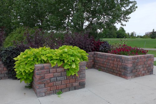 Accessible garden beds at the NDSU Horticulture Research & Demonstration Gardens.