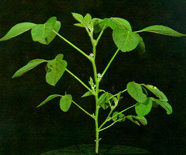 Soybean plant at R2 stage